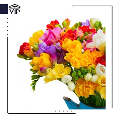 گل فریزیا - گلفروشی آنلاین VIP Shop