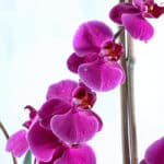 باکس گل شیشه‌ای ارکیده- گلفروشی آنلاین VIP Shop