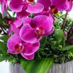 باکس گل شیشه‌ای ارکیده- گلفروشی آنلاین VIP Shop