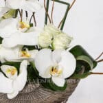 جام گل پایه دار مصری ارکیده سفید - گلفروشی آنلاین VIP Shop