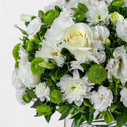 گل رز سفید برای تمام مراسمات مناسب است.