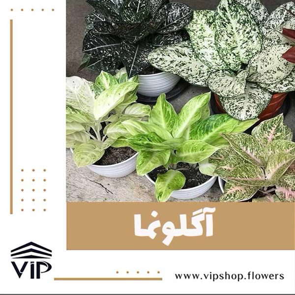 گیاه رطوبت دوست آگلونما VIP