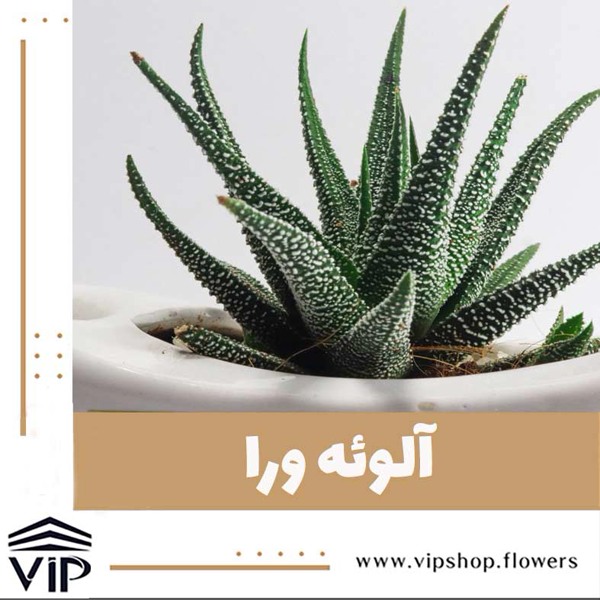 گیاه آلوئه ورا برای تصفیه هوای محل کار -vip shop