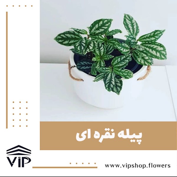 گل پیله نقره گیاهی رطوبت دوست