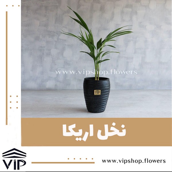 گلدان نخل اریکا مقاوم برای محیط کار VIP