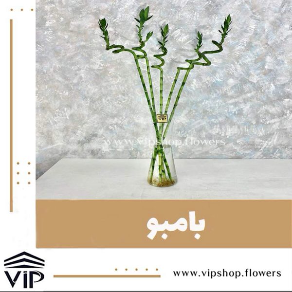 گیاه بامبو بهترین گیاه برای مطب پزشکان VIP