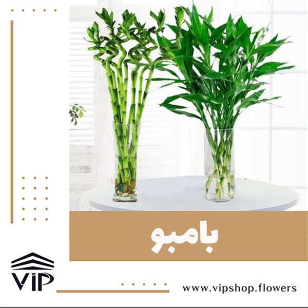 گیاه بامبو برای دستشوییVIP Shop