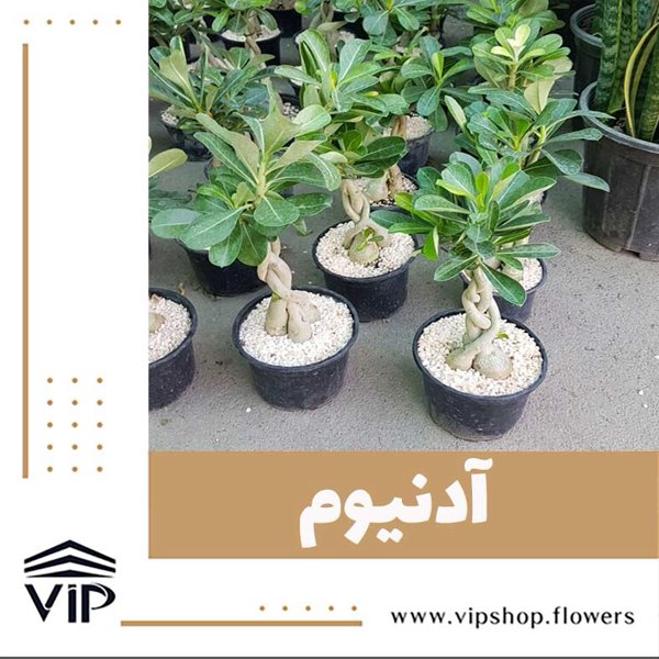 آدنیوم گیاه مناسب برای حمام و دستشوییVIP
