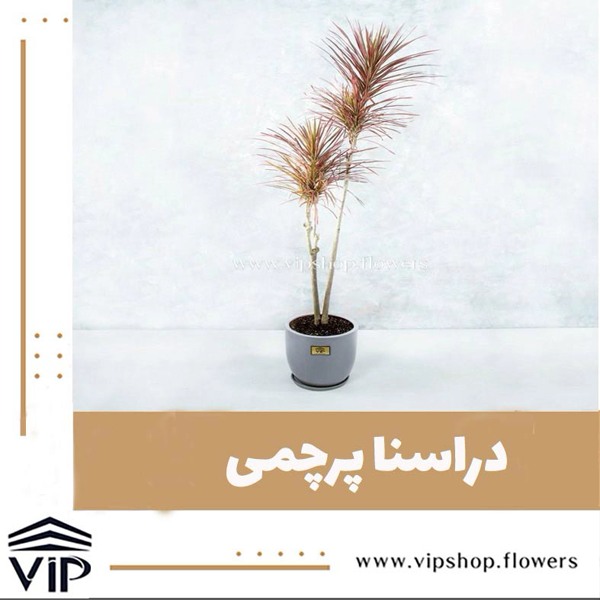 گیاه دراسنا پرچمی برای دفتر مهندسی VIP