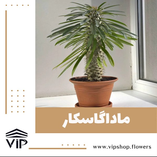 گل آپارتمانی نخل ماداگاسکار برای سرویس بهداشتی