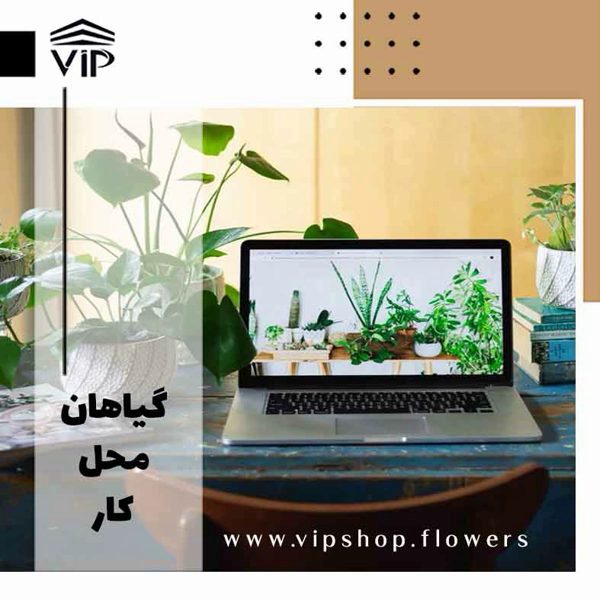 گیاهان محل کار - www.vipshop.flowers