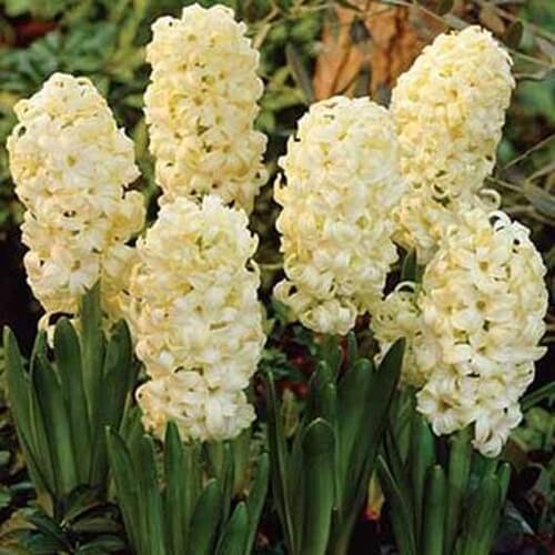 سنبل رومی یا سفید (H.O.Olbulus)