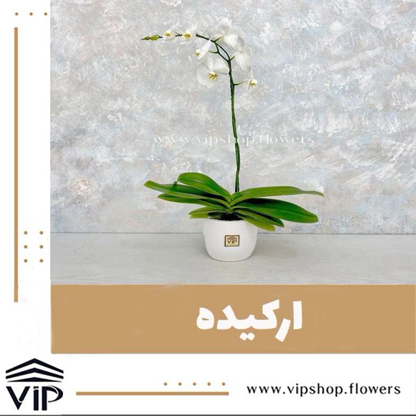 گلدان ارکیده مناسب برای شرکت و دفترVIP