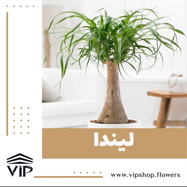 گیاه لیندا مقاوم در برابر رطوبت زیاد