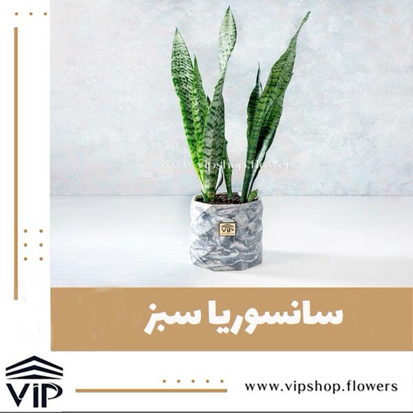 گیاه آپارتمانی سانسوریا برای اداره VIP