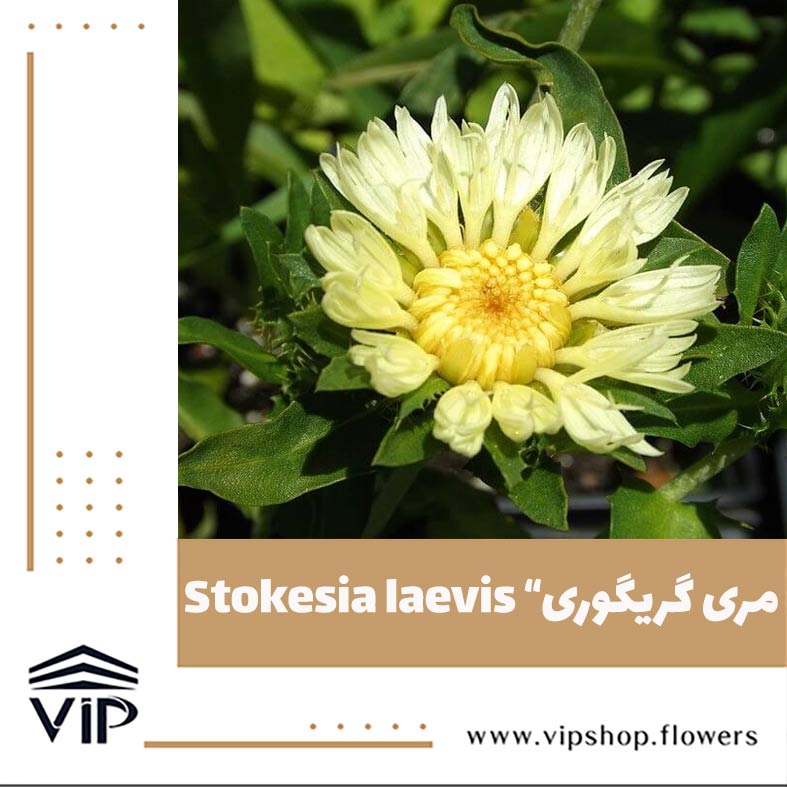 گل استوکزیا - گلفروشی آنلاین VIP Shop