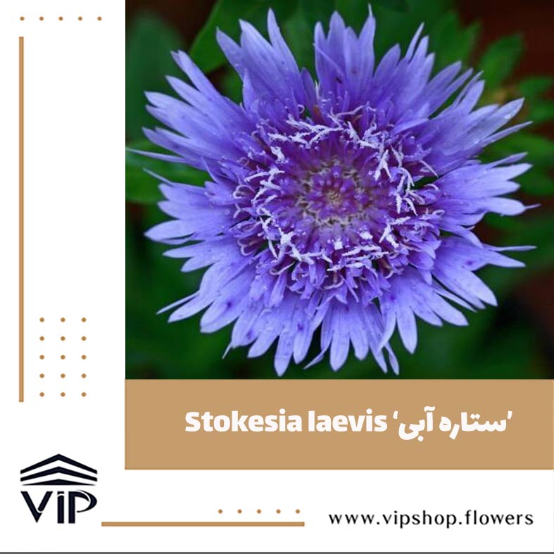 گل استوکزیا - گلفروشی آنلاین VIP Shop