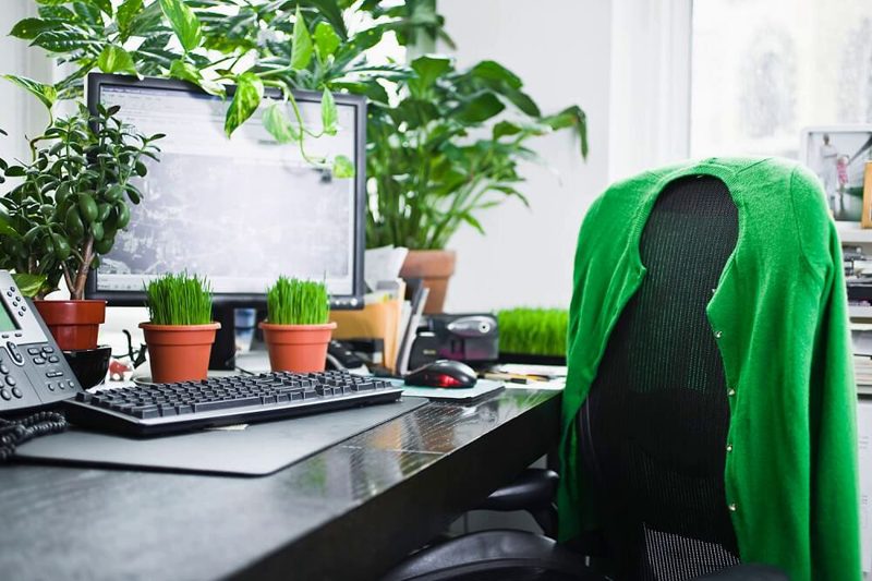 گیاه برای میز کار