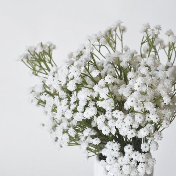 گل عروس (ژیپسوفیلیا) | نحوه کاشت و نگهداری گل عروس (ژیپسوفیلیا) - VIP Shop