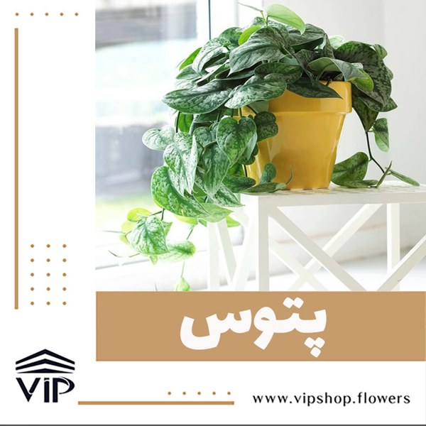 پتوس گیاهی جزیره دوست و وی آی پی