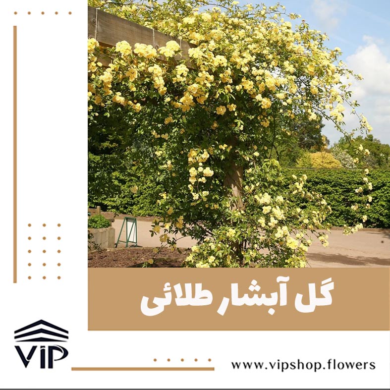 گل آبشار طلائی- گلفروشی آنلاین VIP Shop