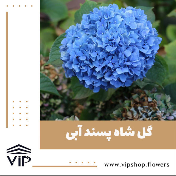 گل شاه پسند - گلفروشی آنلاین VIP Shop
