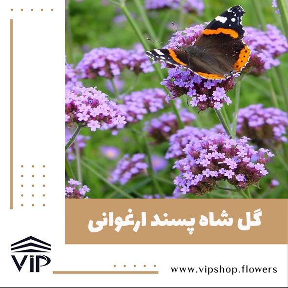 گل شاه پسند - گلفروشی آنلاین VIP Shop