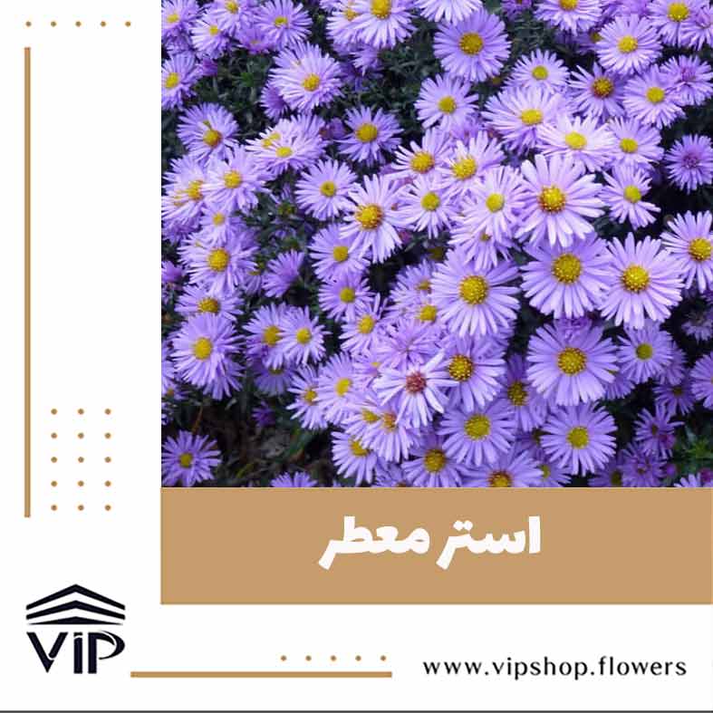 گل استوکزیا - گلفروشی آنلاین VIP Shop