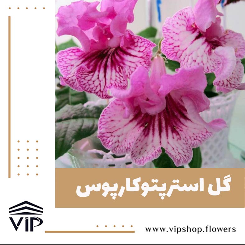 گل استرپتوکارپوس - گلفروشی آنلاین VIP Shop