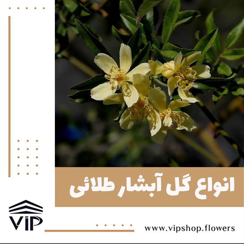 گل آبشار طلائی- گلفروشی آنلاین VIP Shop