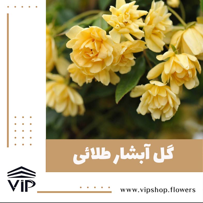گل آبشار طلائی- گلفروشی آنلاین VIP Shop