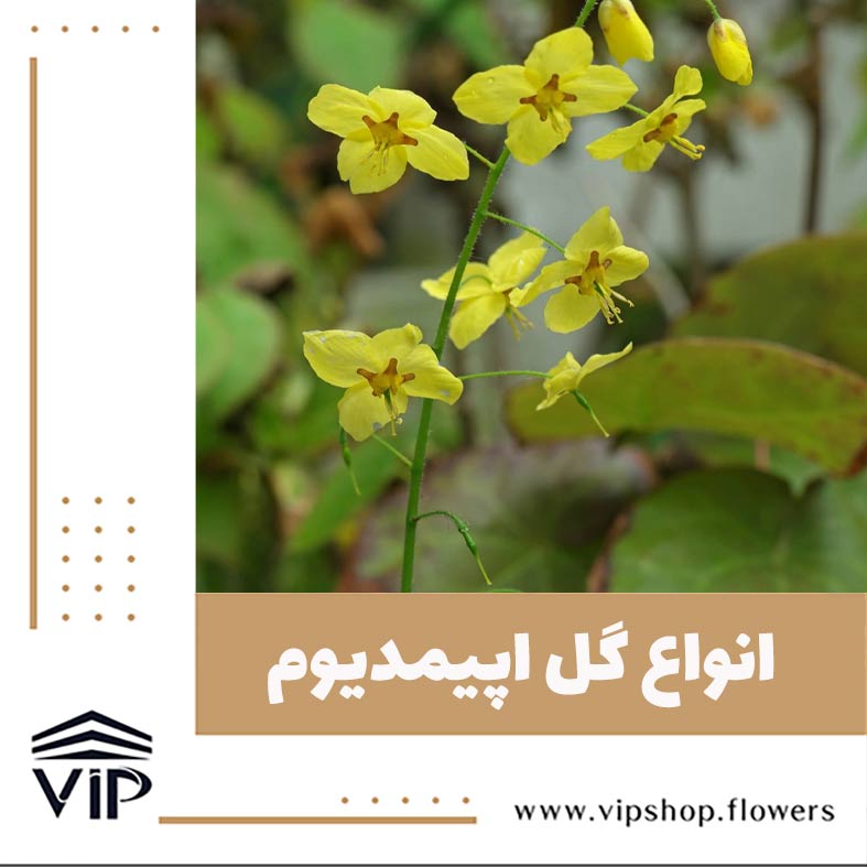 گل اپیمدیوم - گلفروشی آنلاین VIP Shop