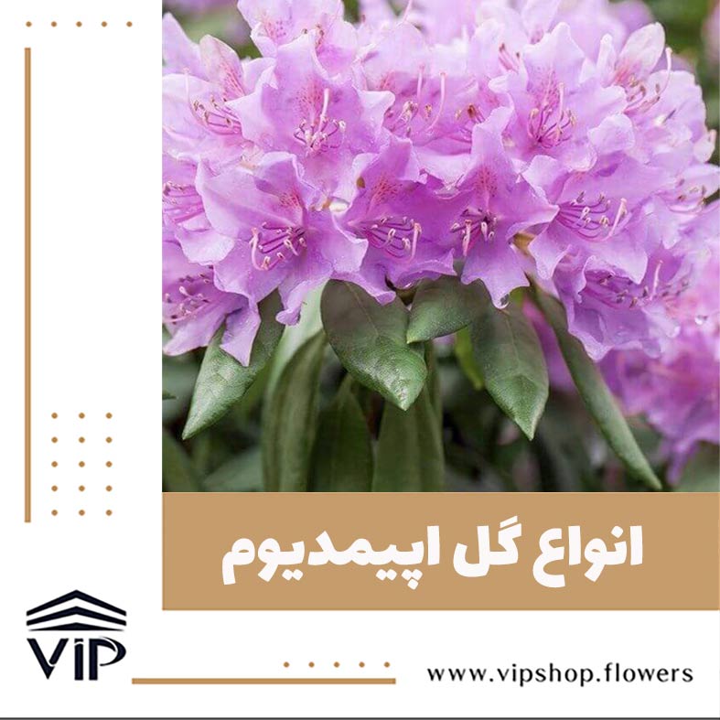 گل اپیمدیوم - گلفروشی آنلاین VIP Shop