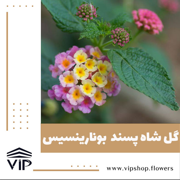 گل شاه پسند - گلفروشی آنلاین VIP Shop