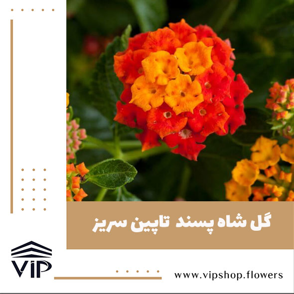 گل شاه پسند - گلفروشی آنلاین VIP Shop
