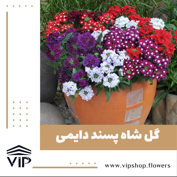 گل شاه پسند - گلفروشی آنلاین VIP Shop