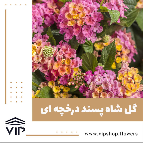 گل شاه پسند - گلفروشی آنلاین VIP Shop