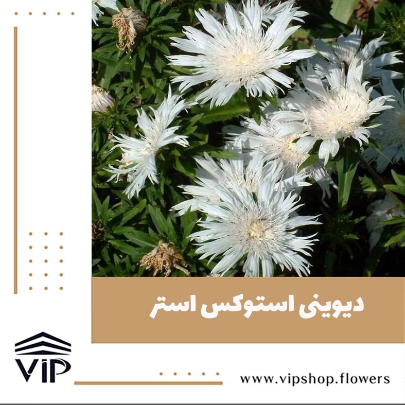 گل استوکزیا - گلفروشی آنلاین VIP Shop