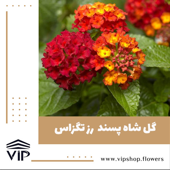 گل شاه پسند - گلفروشی آنلاین VIP Shop