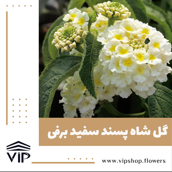 گل شاه پسند - گلفروشی آنلاین VIP Shop