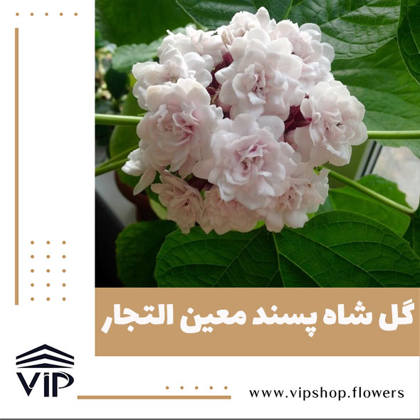 گل شاه پسند - گلفروشی آنلاین VIP Shop
