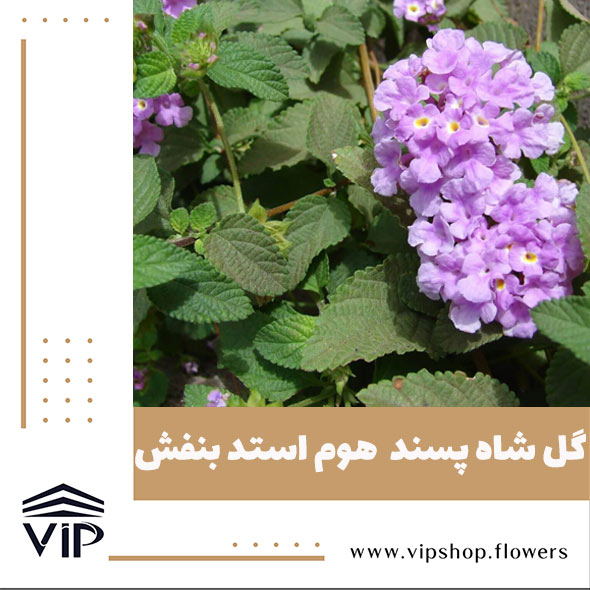 گل شاه پسند - گلفروشی آنلاین VIP Shop