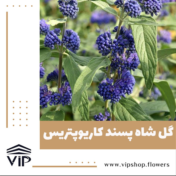 گل شاه پسند - گلفروشی آنلاین VIP Shop