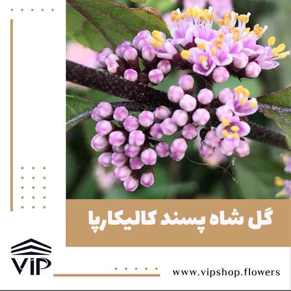 گل شاه پسند - گلفروشی آنلاین VIP Shop