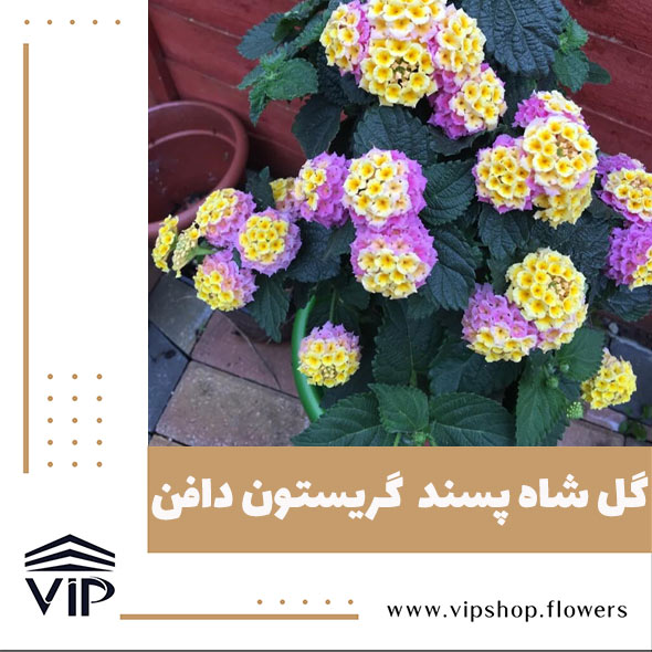 گل شاه پسند - گلفروشی آنلاین VIP Shop