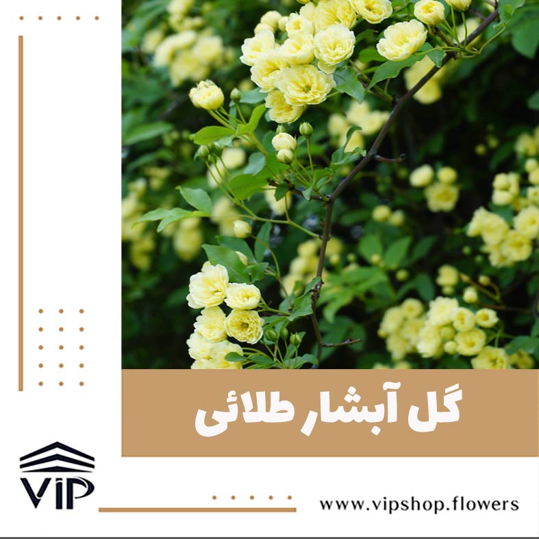 گل آبشار طلائی- گلفروشی آنلاین VIP Shop