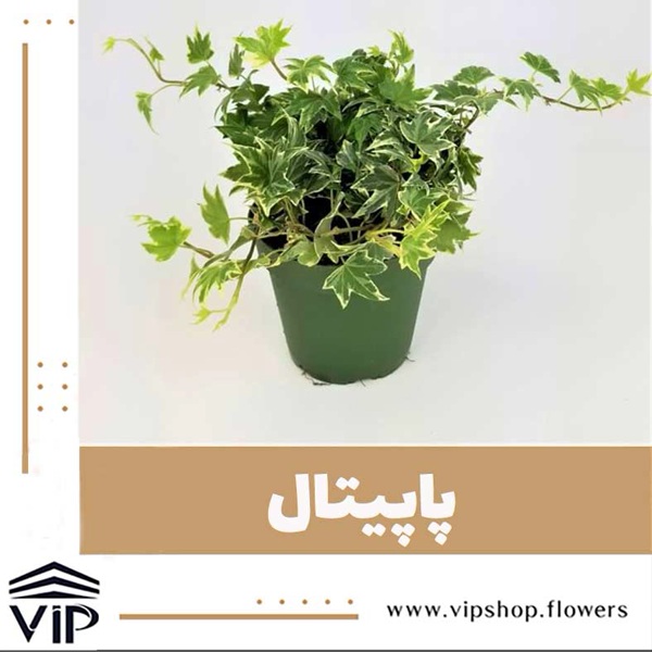 گیاه آپارتمانی رونده پاپیتال-VIP