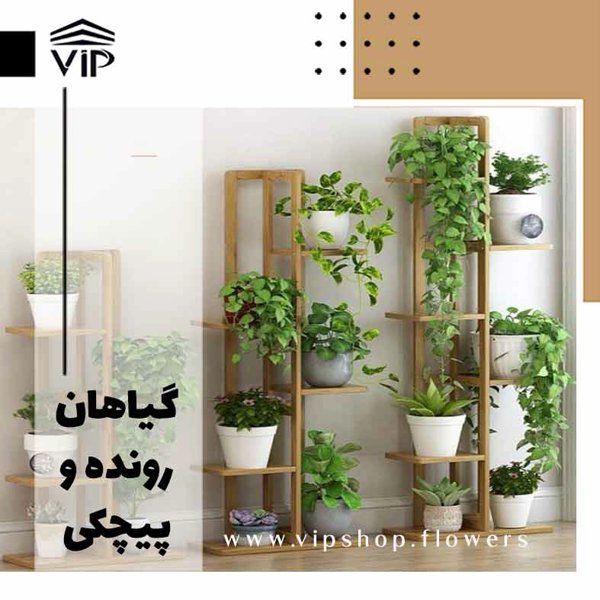 گیاهان رونده و پیچکی - www.vipsshop.flowers