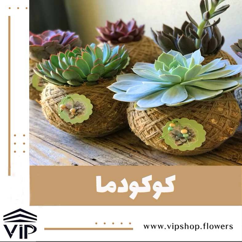 گیاه رونده کوکودما -VIP