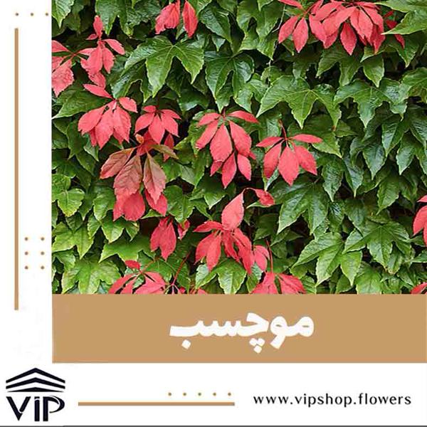 گیاه رونده موچسب VIP